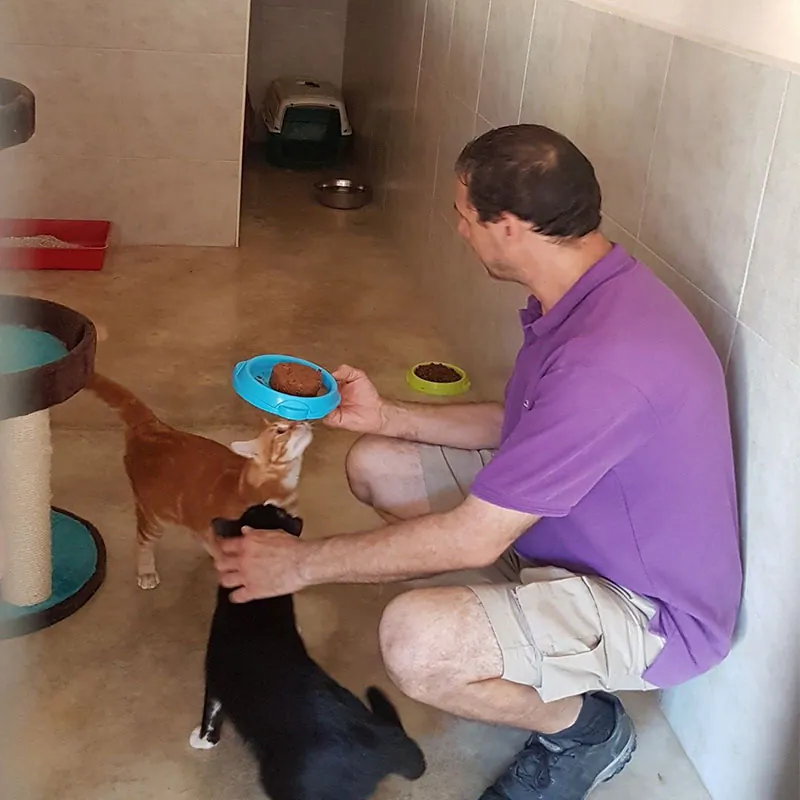 A member of the team feeding two cats in the cattery.