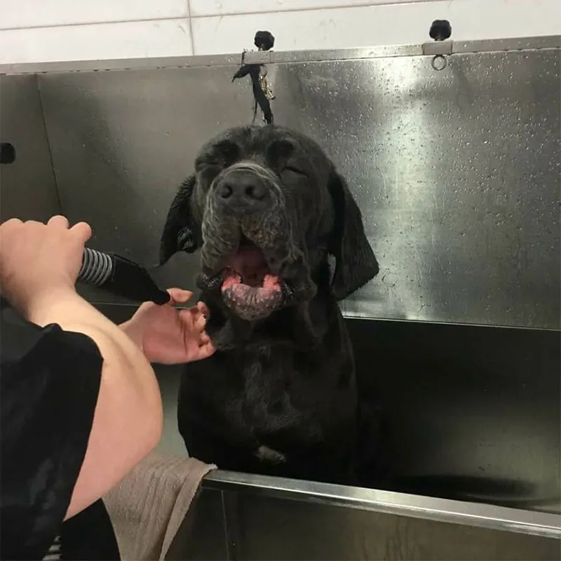 A large black dog in the parlour bath.