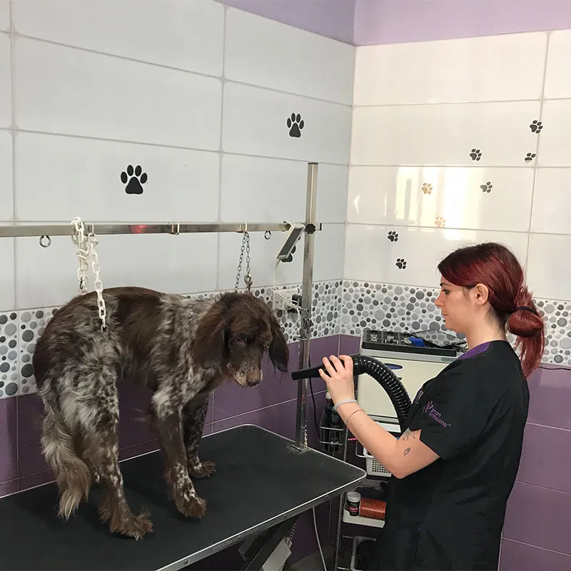 A groomer drying a spaniel on the grooming table.