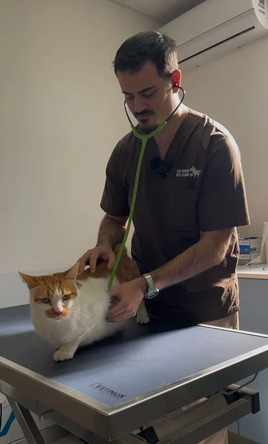 The vet listening to a cat's heart with a stethoscope.