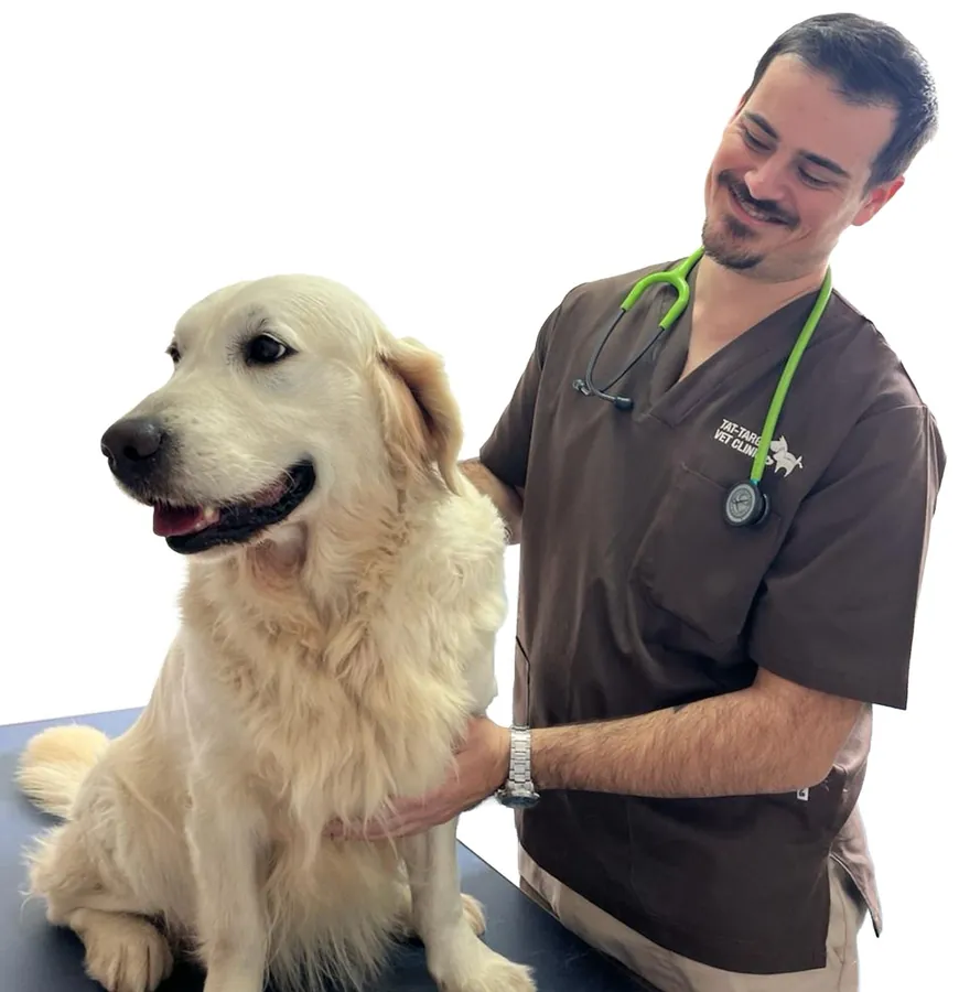 Tat-Targa's vet with a golden retriever on the examination table.